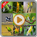 Birdsong Mp3 Offline aplikacja