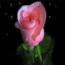 Colorful Flower Wallpapers APK