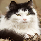 Cute HD Cats Wallpapers আইকন