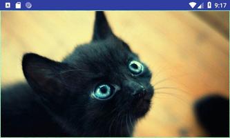 Cute HD Cats Wallpapers পোস্টার