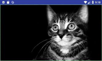 Cute HD Cats Wallpapers স্ক্রিনশট 2