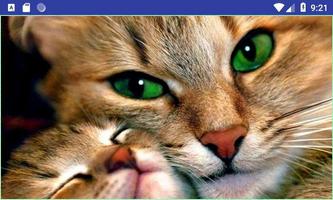 Cute HD Cats Wallpapers স্ক্রিনশট 3