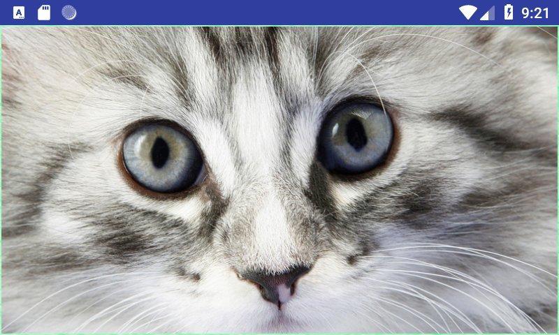Android 用の かわいいhd猫の壁紙 Apk をダウンロード