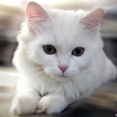 ”Beautiful Cats Wallpapers