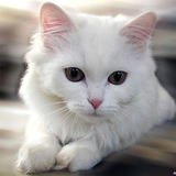 Beautiful Cats Wallpapers icône