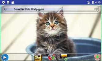 Beautiful Cats Wallpapers capture d'écran 2