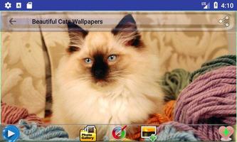 Beautiful Cats Wallpapers capture d'écran 3