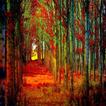 ”Stunning Forest