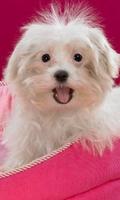 Beautiful Funny Dog HD Themes poster