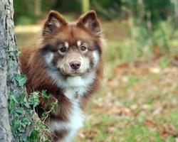 Lovely Dog Wallpapers Tema imagem de tela 3