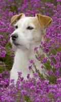 Lovely Dog Wallpapers Tema imagem de tela 1