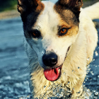 Perros La vida es buen tema icono