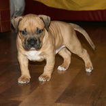 犬と子犬テーマ