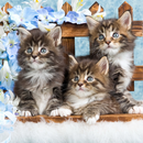 Funny Cats Wallpapers Theme HD APK