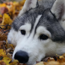 Themes with beautiful dogs APK