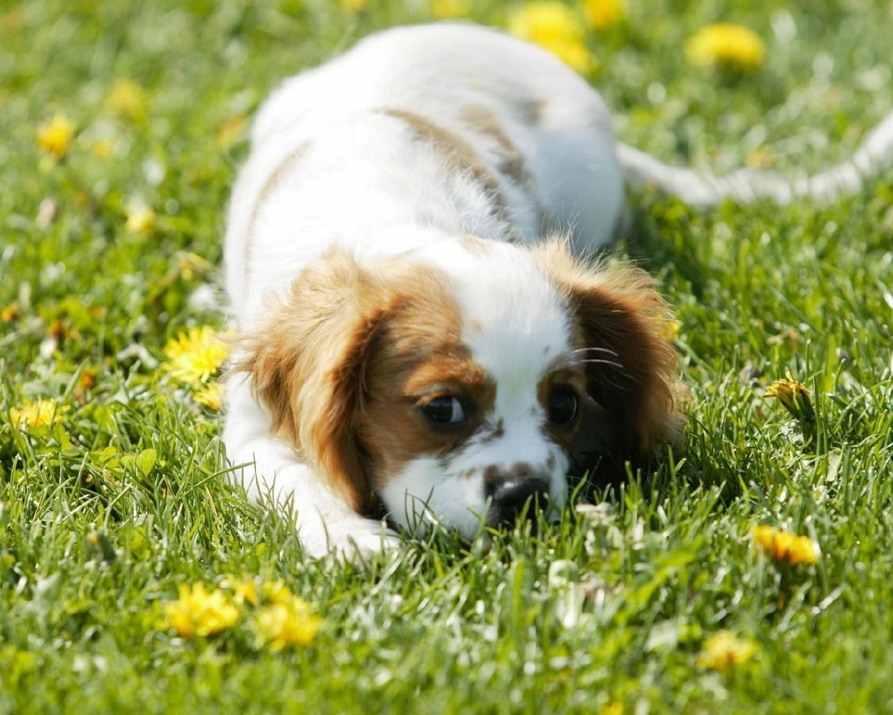 Android 用の 犬の壁紙テーマの世界 Apk をダウンロード Android 用の 犬の壁紙テーマの世界 Apk をダウンロード