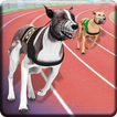 Greyhound Dog Racing
