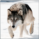 Wild Wolf Attack Simulator 3D APK