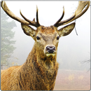 Deer Hunting 3D Sniper Shooter APK
