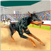 Windhund K9 Hund Rennen Sprint