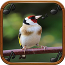 Canto de jilguero APK