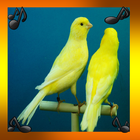 آیکون‌ Canaries songs