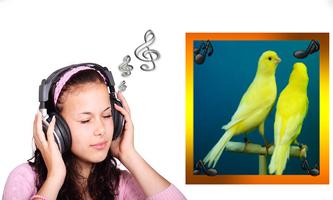 Canaries songs โปสเตอร์