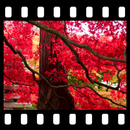 Autumn Maple Leaves Video Wall APK