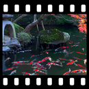 APK Japanese Koi Pond 4K Video LWP