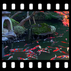 Japanese Koi Pond 4K Video LWP آئیکن