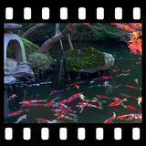 Japanese Koi Pond 4K Video LWP