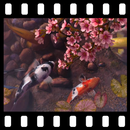 APK Sakura Garden With Koi 3D Wall