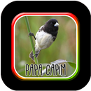 Canto de Papa Capim Tui tui Offline APK