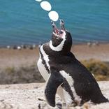 Penguin Eating egg