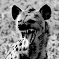 Mean Hyena