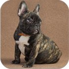 French Bulldog Images icon