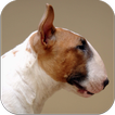 Imagenes Bull Terrier