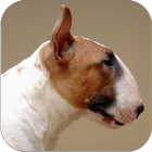 Imagenes Bull Terrier icône