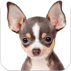 Chihuahuas Imagenes HD biểu tượng