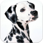 Dalmatians Images icon