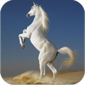 Horses HD images