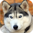 Imagenes Husky HD