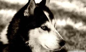 1 Schermata Imagenes Husky HD