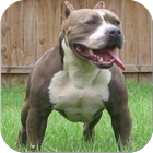 Pit Bull Imagenes HD icon