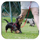 Dog Training App: with Audio آئیکن