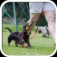 Dog Training App: with Audio پوسٹر