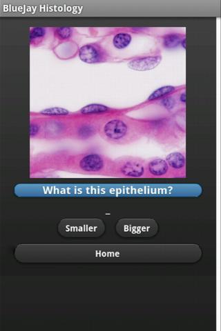 Tissue Flashcards Histology For Android Apk Download