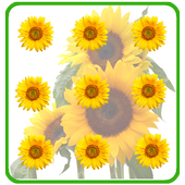 Sunflower Pattern Screen Lock icon