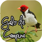 Canto de Galo de Campina آئیکن