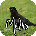 Canto de Melro